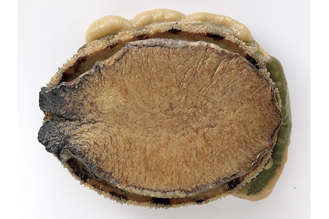 あわびの磯煮(天然)