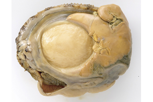 あわびの磯煮(天然)